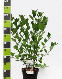 Storfruktig Aronia